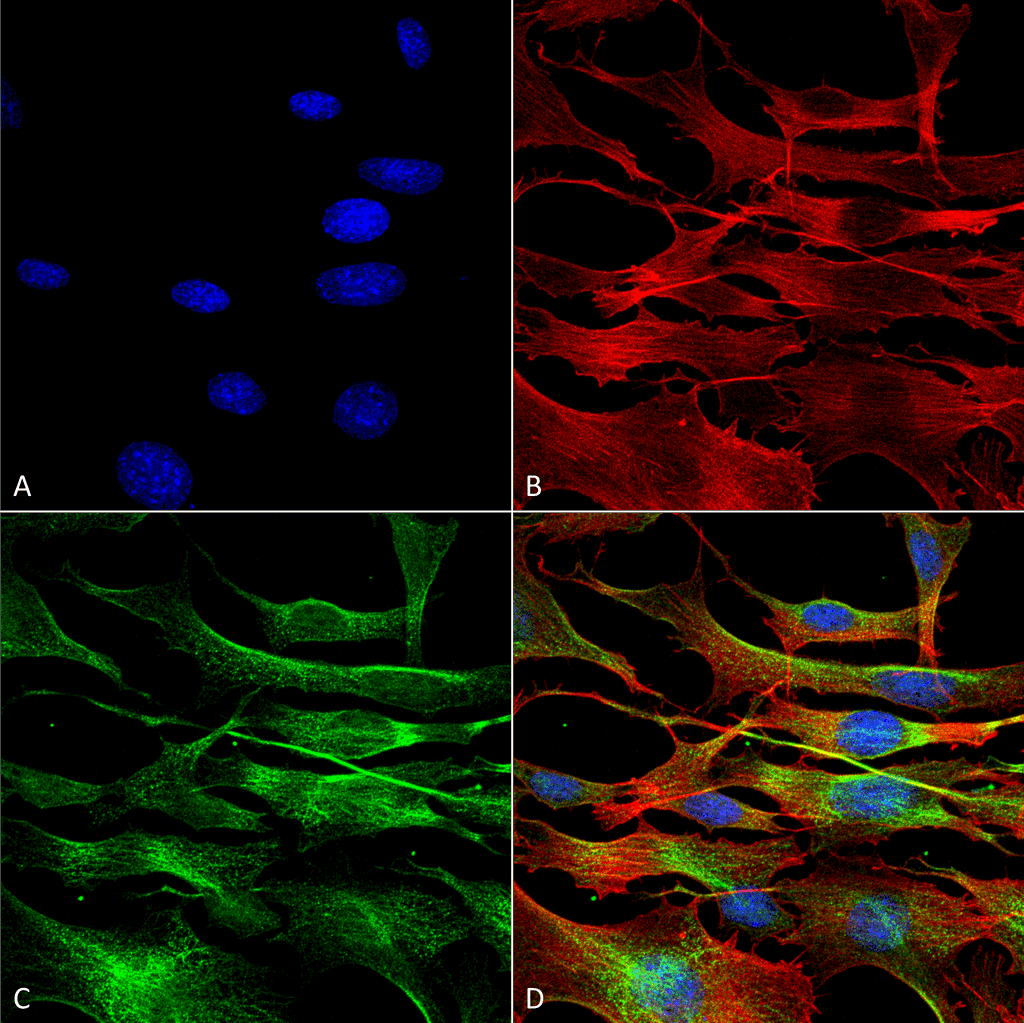 TUBA1B / Tubulin Alpha 1B Antibody (PerCP)