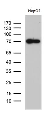 ZNF572 Antibody (clone OTI2F6)