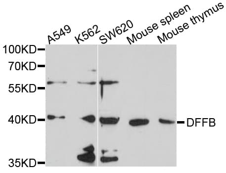 DFFB Antibody