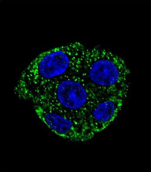 Polyclonal Rabbit anti-Human GSTO2 Antibody (aa82-110, IF, WB)
