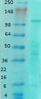 GRIN1 / NMDAR1 Antibody (clone S308-48)