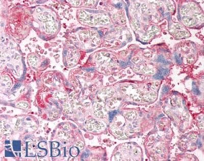 IHC-plus™ SERPINE2 / Nexin Antibody (clone 4E4)