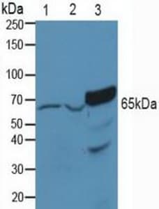 PAK1 Antibody (aa252-501)
