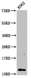 Polyclonal Rabbit anti-Human HIST1H4I Antibody (IHC, WB)