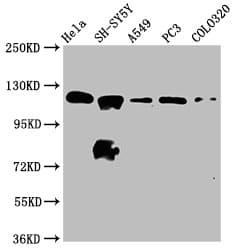 Polyclonal Rabbit anti-Human MAML2 Antibody (IHC, WB)