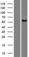 RFX8 Protein (Over-Expression Lysate Myc-DDK (Flag))