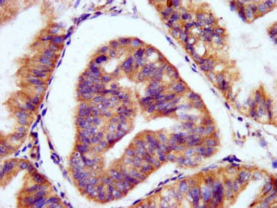 PAL / PAM Antibody