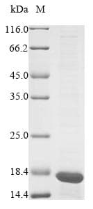 Mouse PHB / Prohibitin Protein (Recombinant 10His, N-terminus)
