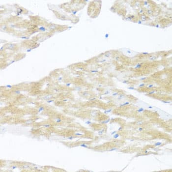 BDNF Antibody