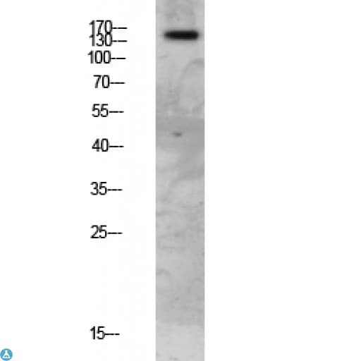 FAP-1 / PTPN13 Antibody