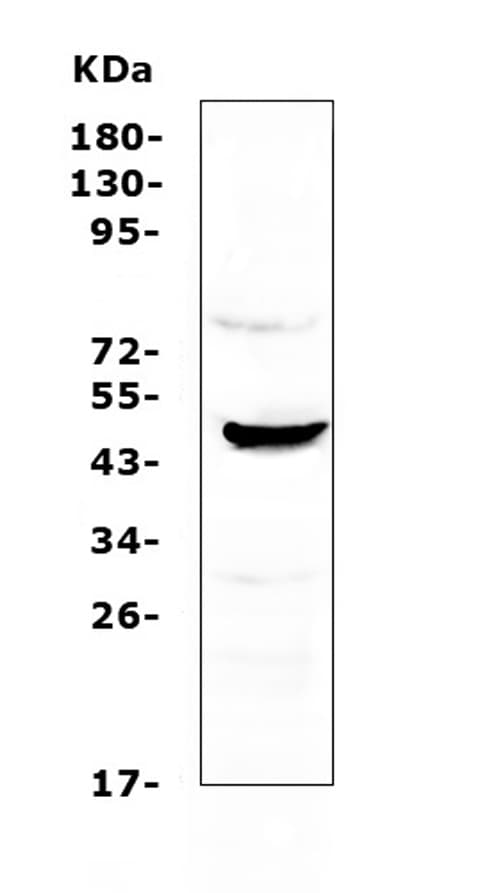 CCN3 / NOV Antibody