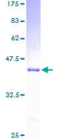 Human UQCRB Protein (Recombinant GST)