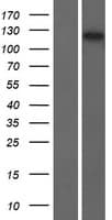 E4 / UBE4A Protein (Over-Expression Lysate Myc-DDK (Flag))