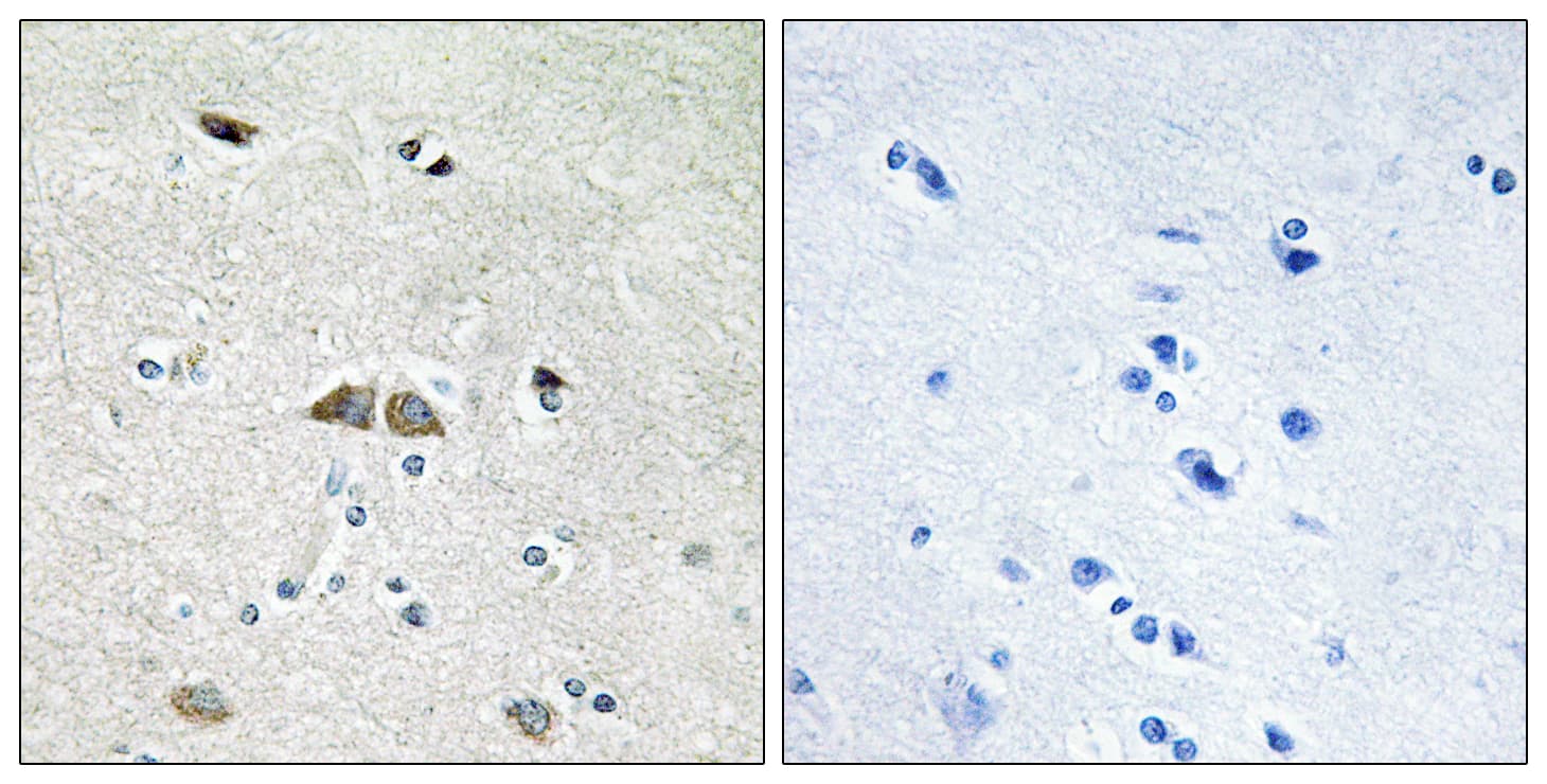 RPL39L Antibody (aa1-50)