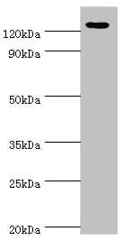 NLRP2 / NALP2 Antibody (aa1-220)