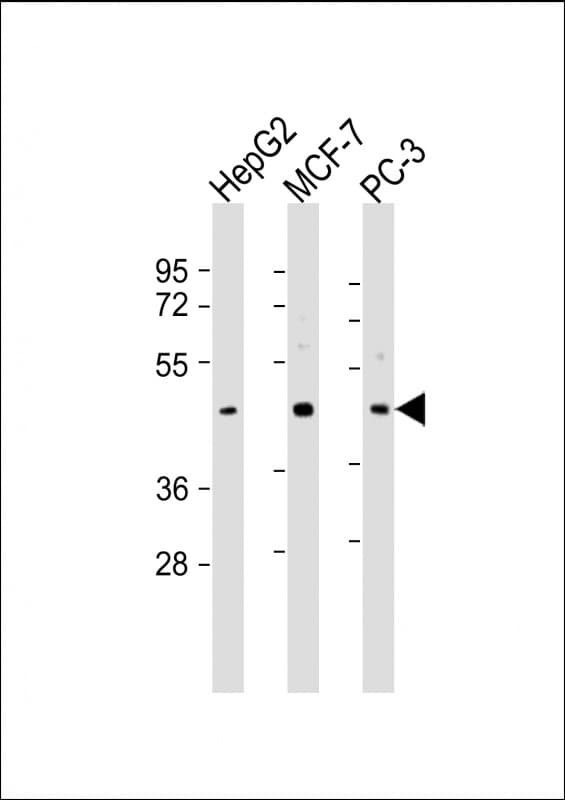 SAPCD2 / C9orf140 Antibody (aa333-367)