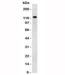 PECAM-1 / CD31 Antibody (clone PCM25-1, Ready-to-Use)