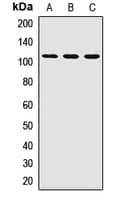 PEX6 Antibody
