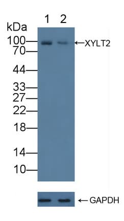 XYLT2 Antibody (aa596-865)