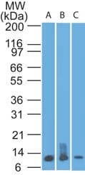 S100A8 / MRP8 Antibody (aa2-82, clone 48M7F9, Azide-free)
