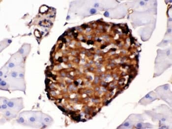 Polyclonal Rabbit anti-Mouse TTR / Transthyretin Antibody (IHC, WB)
