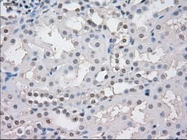 STAT1 Antibody (clone 4H9)