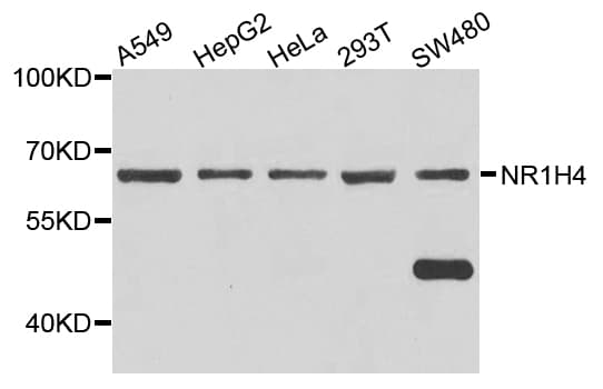 NR1H4 / FXR Antibody