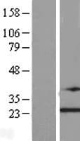TRAPPC4 / Synbindin Protein (Over-Expression Lysate Myc-DDK (Flag))