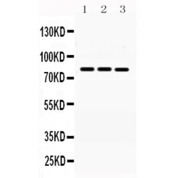 MNAT1 Antibody (aa92-278)