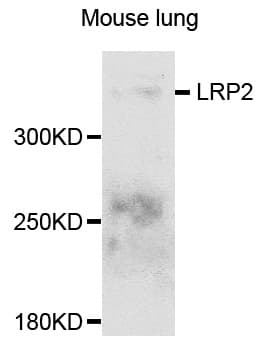 IHC-plus™ LRP2 / Megalin Antibody