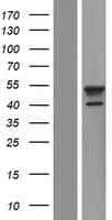 AP1M1 Protein (Over-Expression Lysate Myc-DDK (Flag))