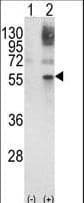 GATA2 Antibody (aa262-288)