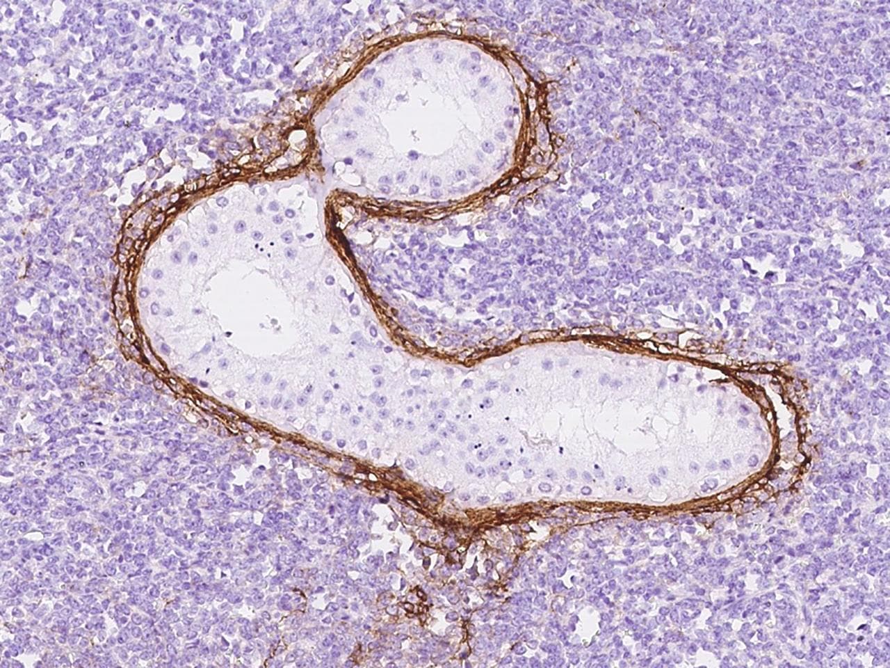Polyclonal Rabbit anti-Human MFAP4 Antibody (IHC)