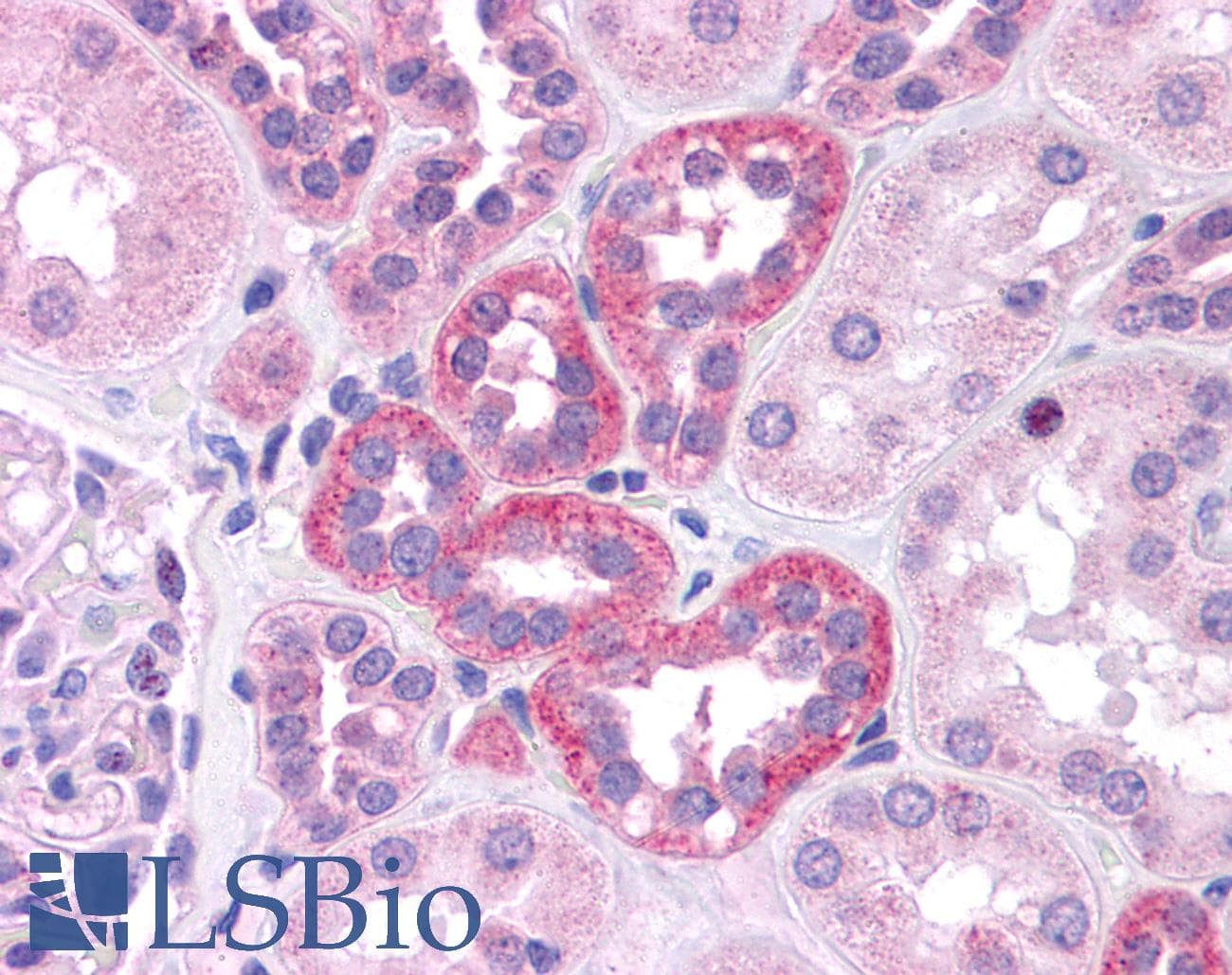 SOX2 Antibody (N-Terminus)
