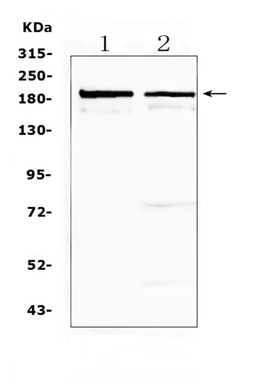 NCAN / Neurocan Antibody