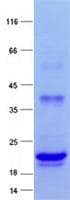 Human AGO1 / EIF2C Protein (Recombinant His, N-Terminal)