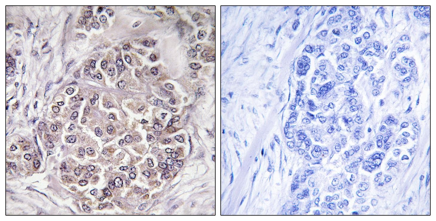 PEX1 Antibody