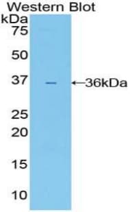 IL22RA1 / IL22R Antibody (aa267-565, PE)