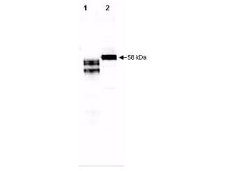 IHC-plus™ Polyclonal Goat anti-Human AHSG / Fetuin A Antibody (IHC, WB)