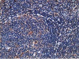 IHC-plus™ SNX8 Antibody (clone 4F8)