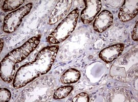 USP44 Antibody (aa420-712, clone OTI1D1)