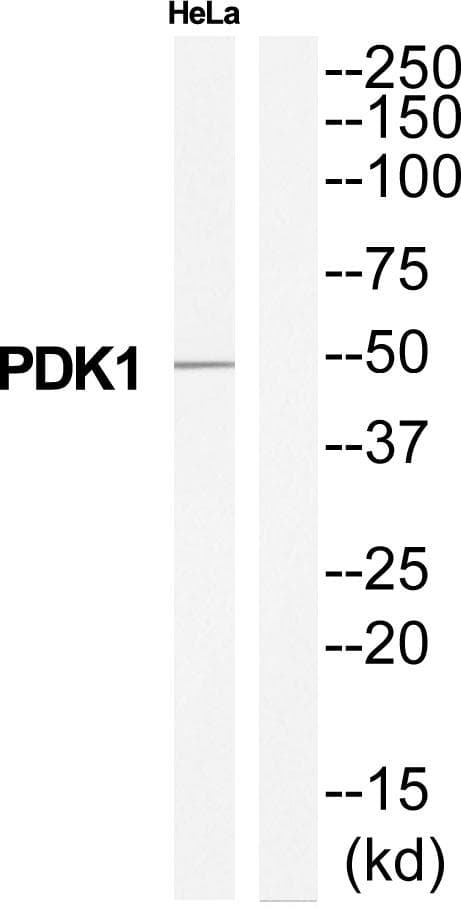 PDK1 Antibody
