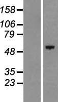 HEATR9 Protein (Over-Expression Lysate Myc-DDK (Flag))