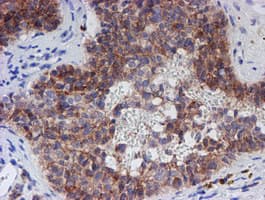 SPATC1L / C21orf56 Antibody (clone OTI1H6)