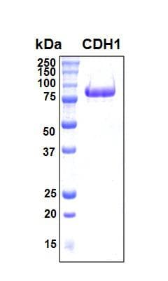 Human CDH1 / E Cadherin Protein (Recombinant His, N-Terminal)