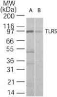 Monoclonal Mouse anti-Human TLR5 Antibody (clone 85B152.5, WB)