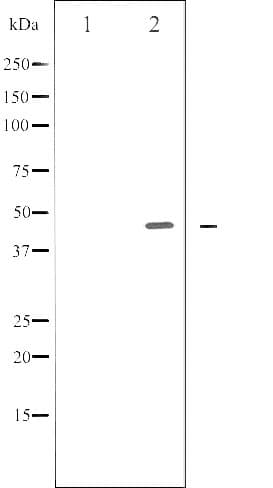 Polyclonal Rabbit anti-Human E2F1 Antibody (phospho-Thr433, IF, WB)