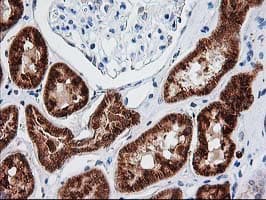 AK4 / Adenylate Kinase 4 Antibody (clone OTI3B1, Carrier-free)