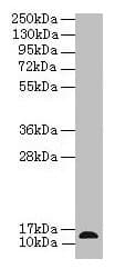 Polyclonal Rabbit anti-Human RABIF Antibody