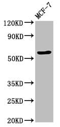 Polyclonal Rabbit anti-Human OCLN / Occludin Antibody (IHC, IF, WB)